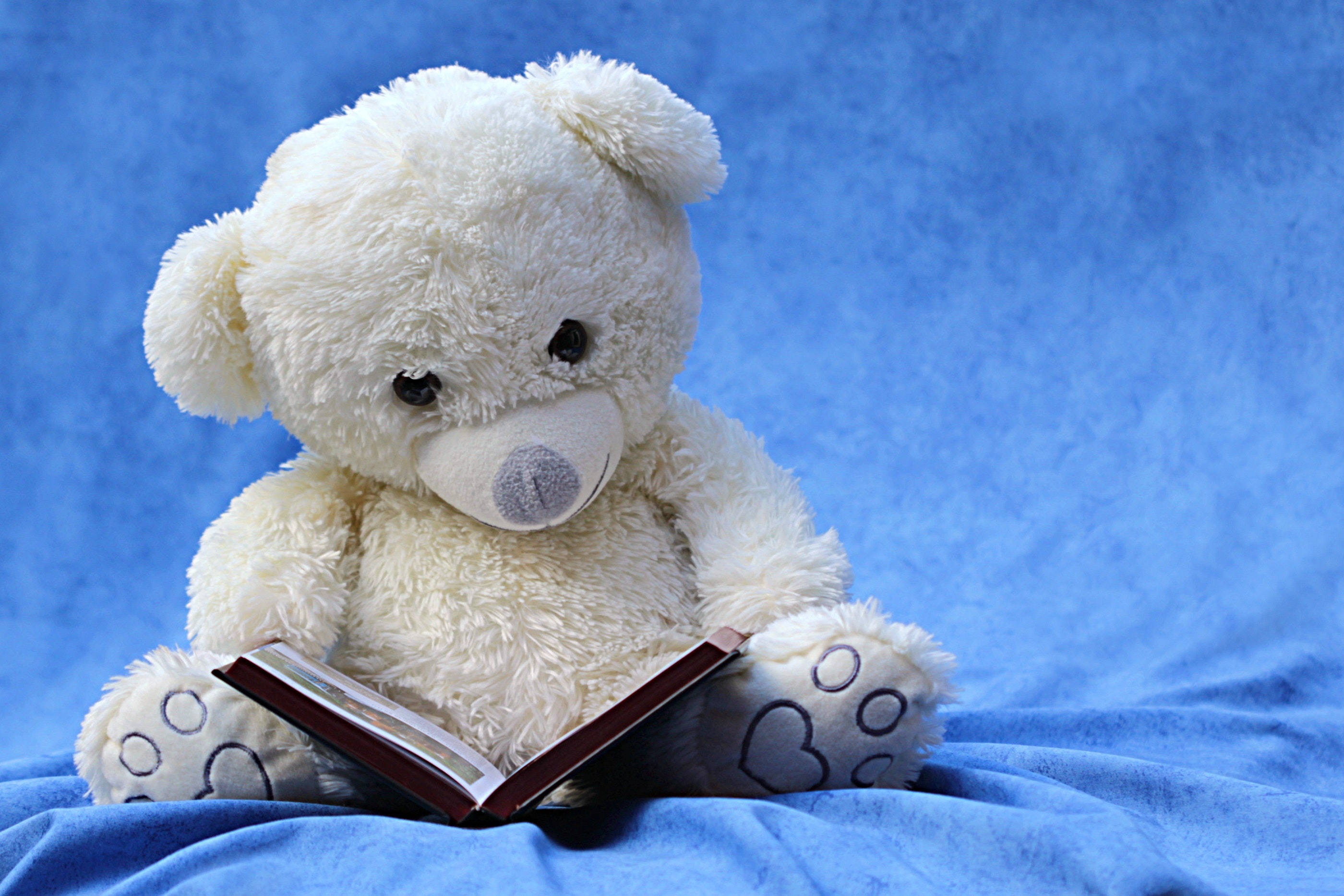 bear stuffie reading book