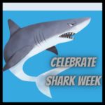 Celebrate Shark Week, picture of shark
