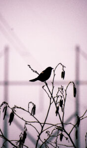 photograph of bird in the fog
