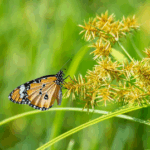 picture of a butterfly on a plant