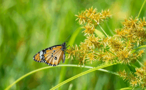 picture of a butterfly on a plant