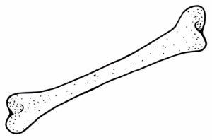 clipart image of a bone