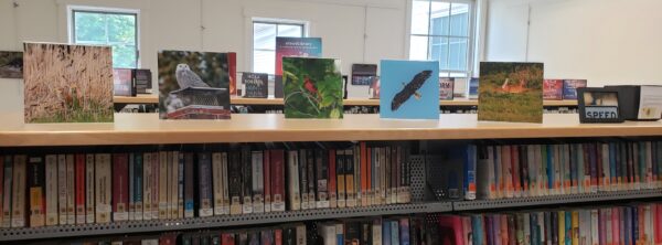 Library shelving with books on them, and with photographs display on top.